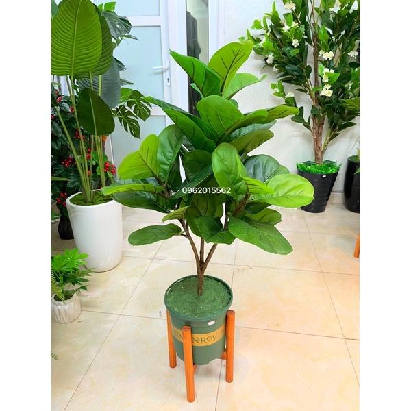 Cây bàng singapo giả kèm kệ gỗ 3 nhánh lá to