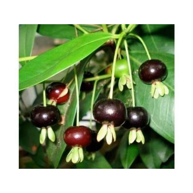 Cây cherry Brazil