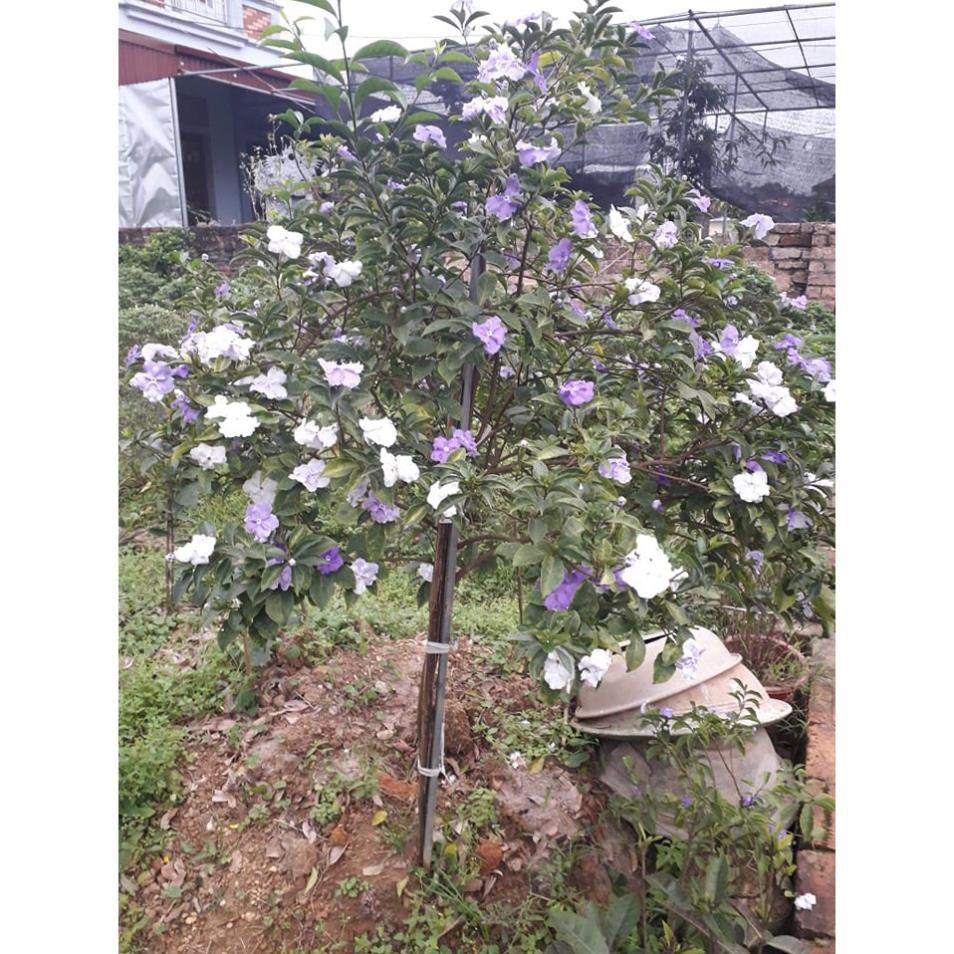 NGUYÊN BẦU CÂY GIỐNG HOA NHÀI NHẬT TÍM NHẬT BẢN ĐỔI MÀU-BẦU CÂY SIZE LỚN + Tặng 01 cây dâu da đất