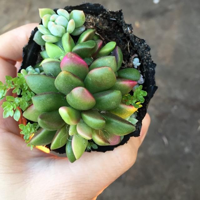 Cây sen đá hồng sao, ba màu râu