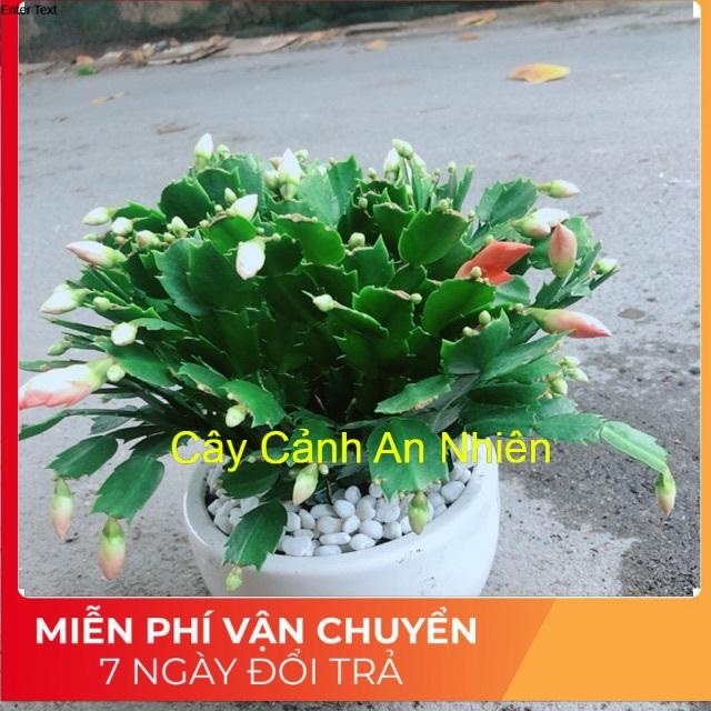 Chậu Cây Tiểu Quỳnh