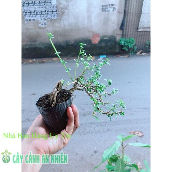 Sam Hương Bonsai