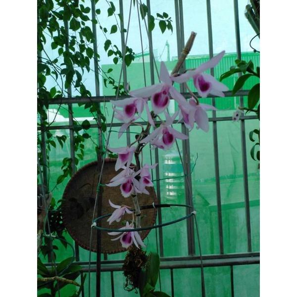 Lưới Đài mảnh lẻ 4x10m xanh, đen