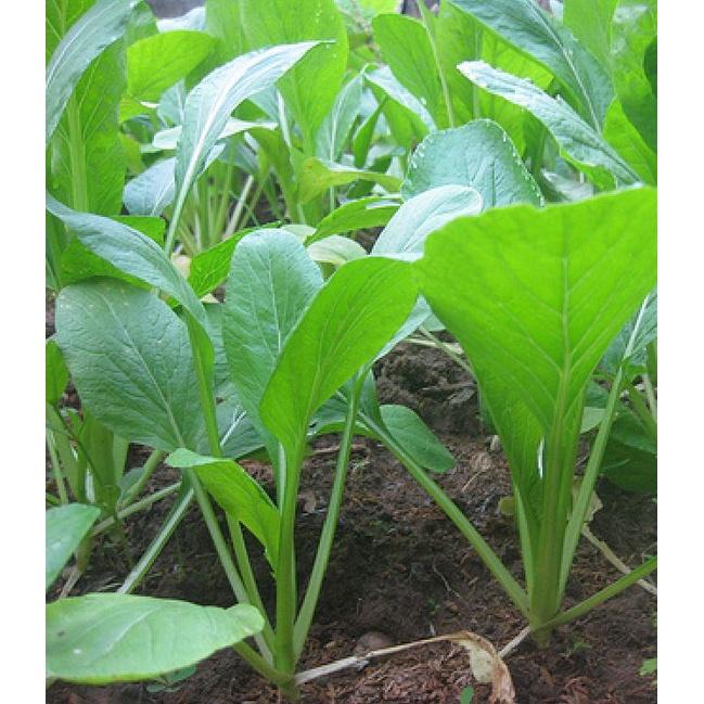Hạt giống rau Cải ngọt cọng xanh - 1 gói 20gr