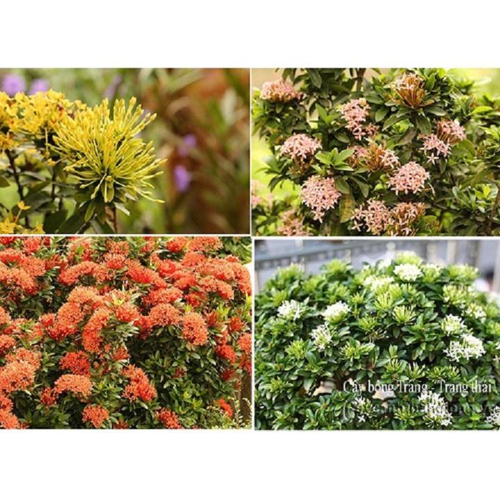 Hoa mẫu đơn màu vàng, bầu cây lớn