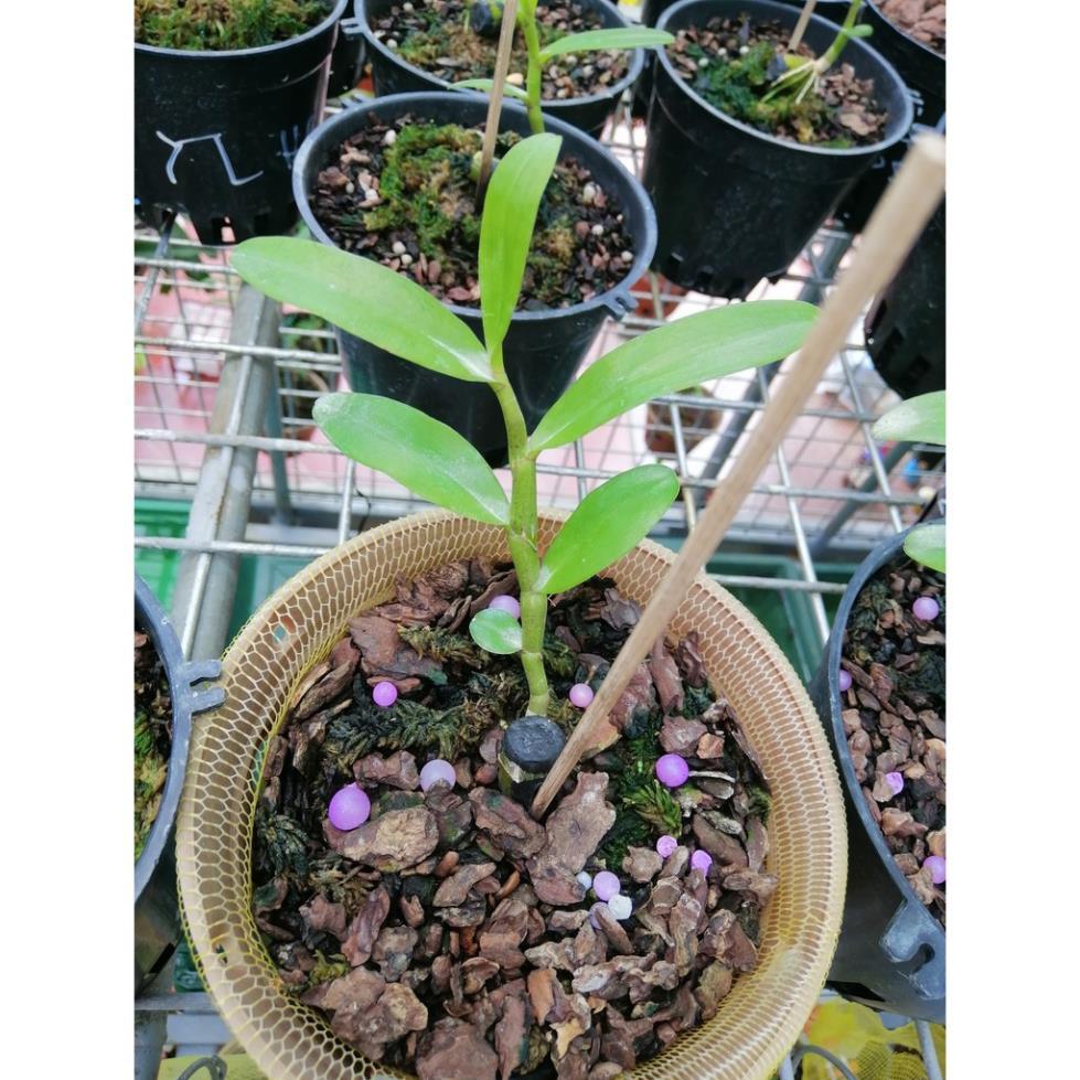Hoa lan phi điệp lá nhựa xếp chân rết