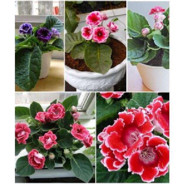 Hạt Giống Hoa Tử Lan Lan Mix Màu-Gói 5 hạt