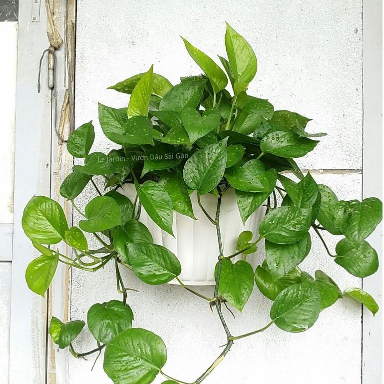 Chậu ốp tường hình bán nguyệt 31x17x18cm