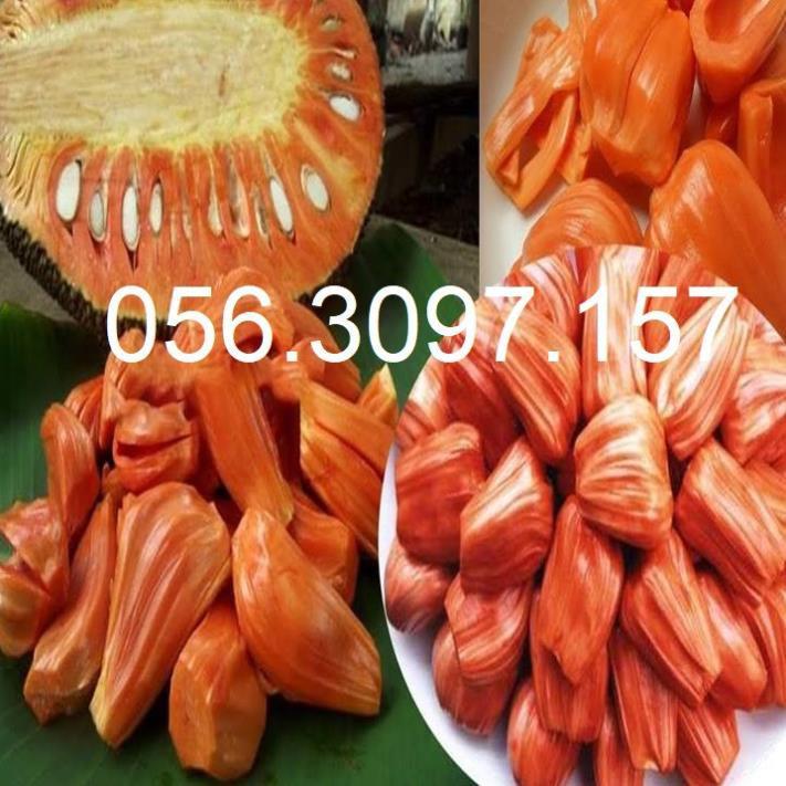 Cây Mít Ruột Đỏ Hot 2020 - EXTRA ĐHNN1 + Tặng 01 cây dâu da đất
