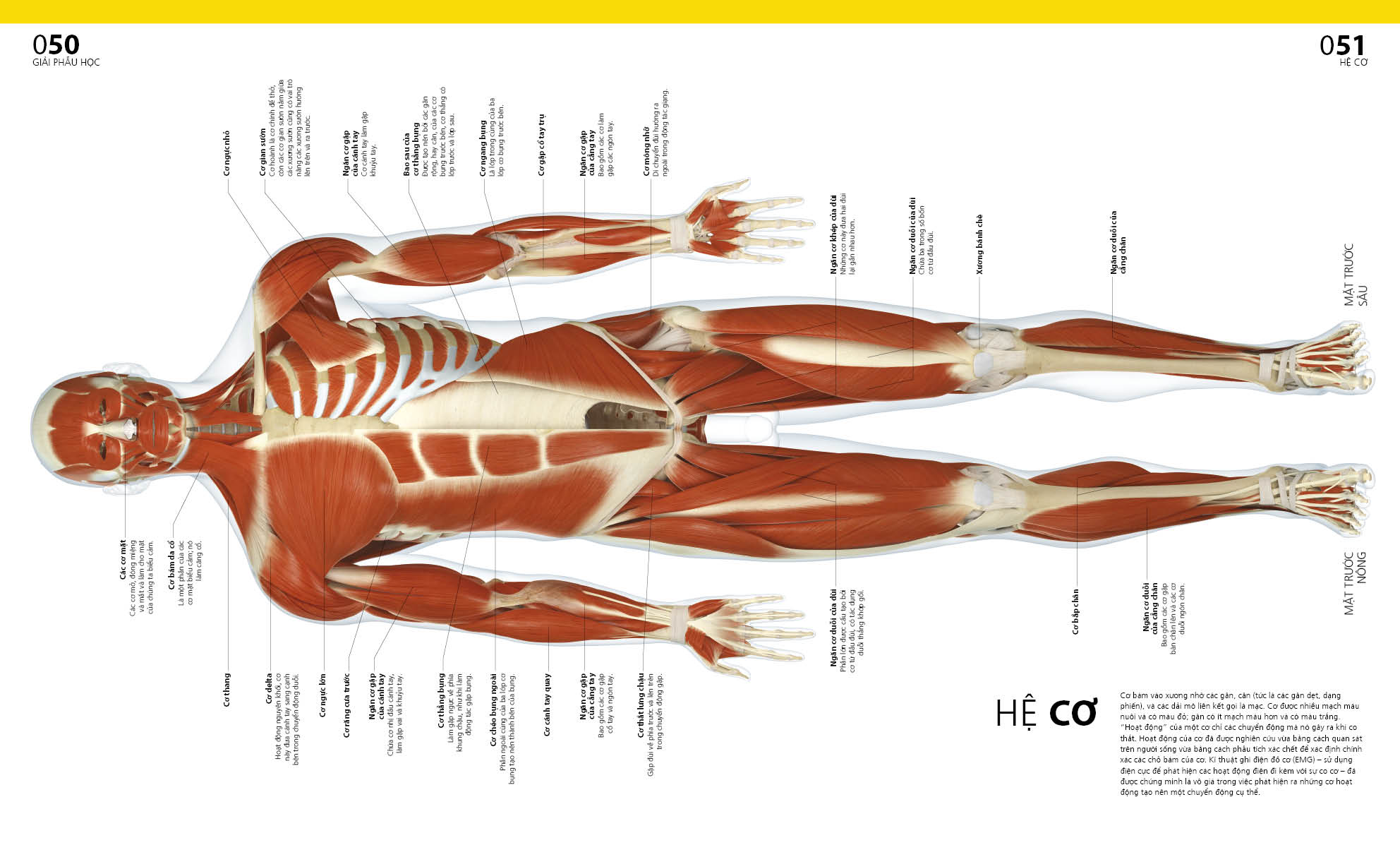 Atlas Giải Phẫu Cơ Thể Người