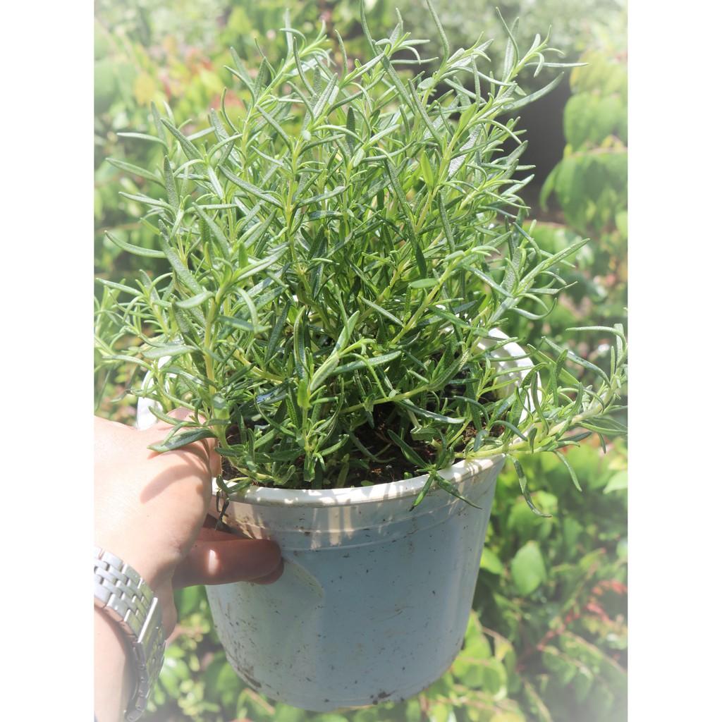 Chậu cây Hương Thảo