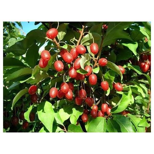 CÂY GIỐNG NHÓT NGỌT SIÊU QUẢ SIÊU NĂNG SUẤT- CAM KÊT GIỐNG CHUẨN F1 - CGNNMF1