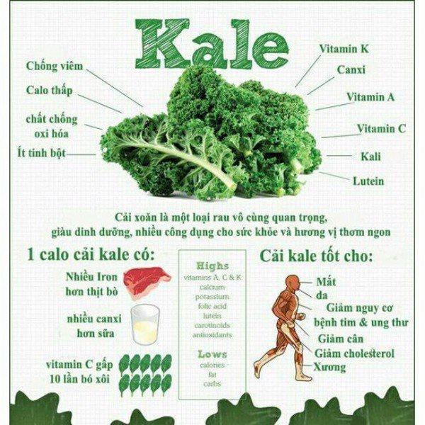 20 Hạt Giống Cải Xoăn Kale - Nhập Khẩu Mỹ
