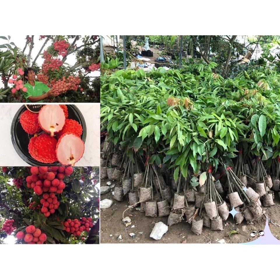 Cây giống Vải không hạt.