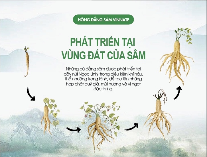 Hồng Đẳng Sâm Mật Ong VInnate