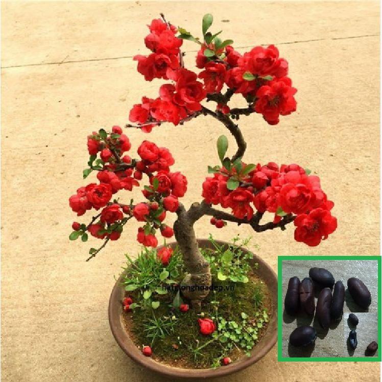 Hạt giống hoa mai trung quốc hoa màu đỏ