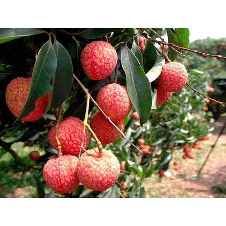 CÂY GIỐNG VẢI THIỀU LỤC NGẠN