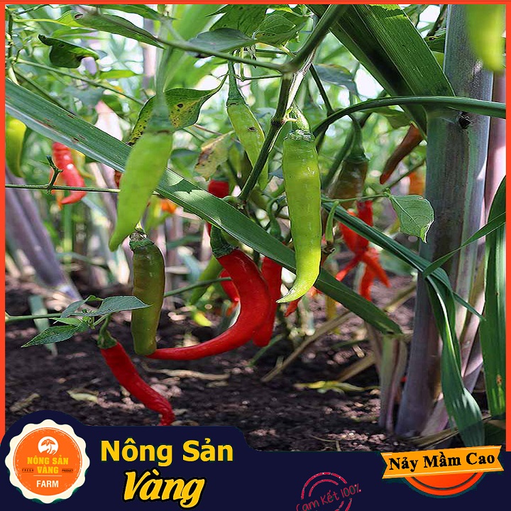 Hạt giống Ớt Hiểm - Nông Sản Vàng