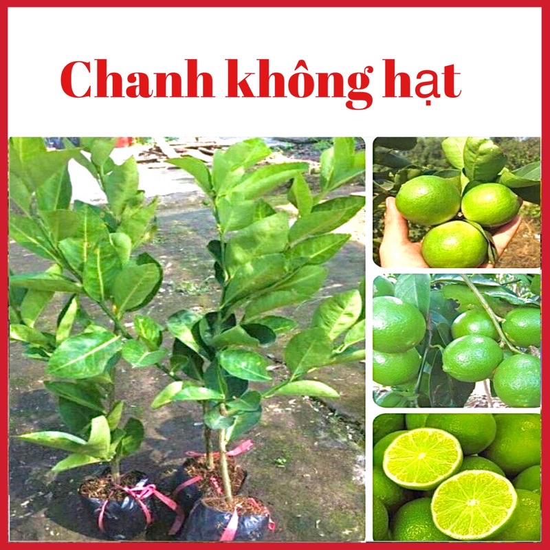 CÂY GIỐNG CHANH GIẤY KHÔNG HẠT