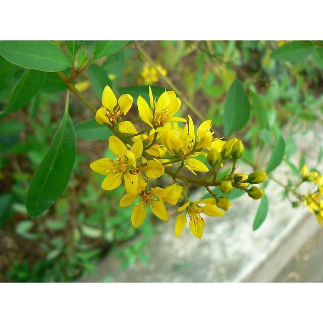 Chậu hoa kim đồng, hoa vàng siêu đẹp, chậu lớn