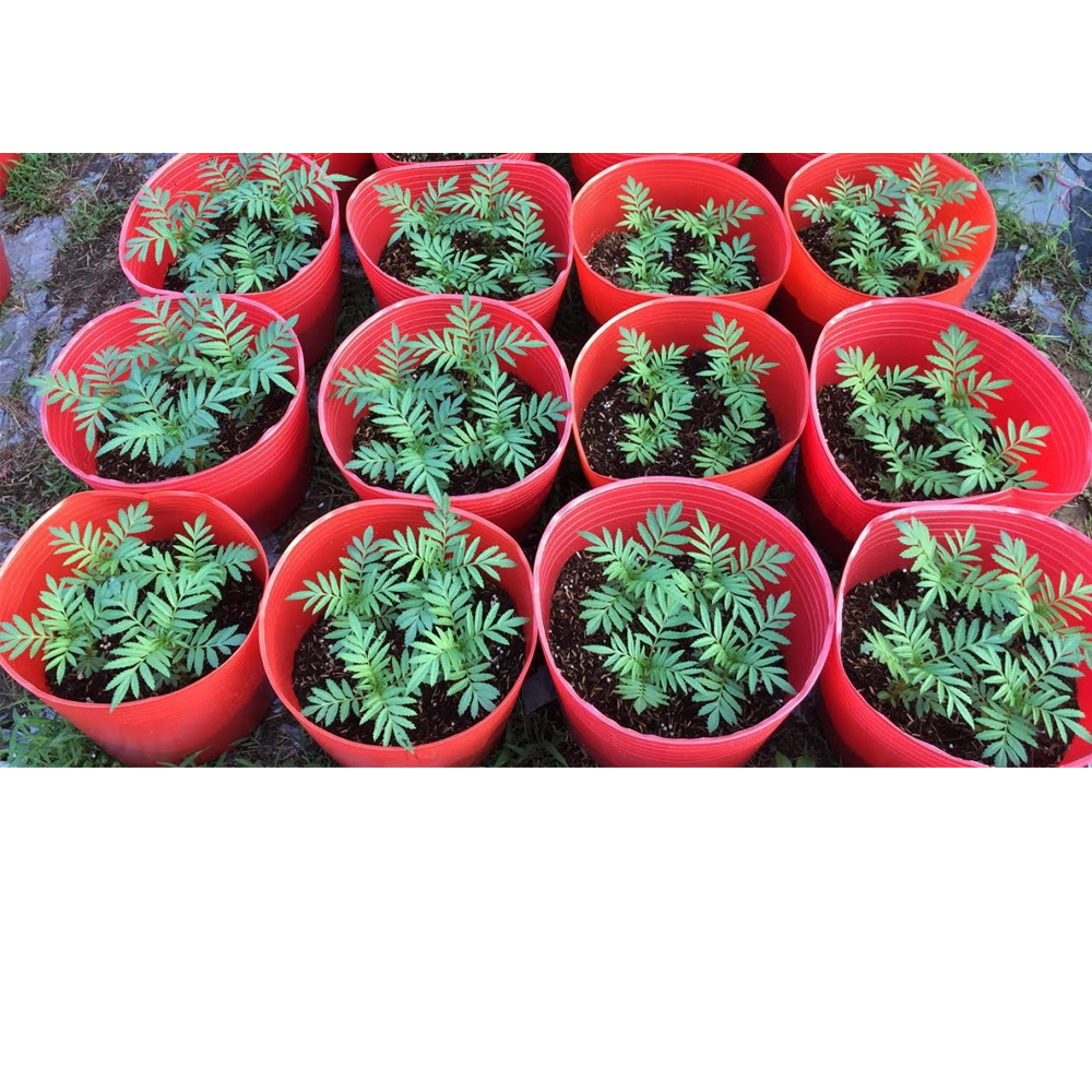 25 Chậu Nhựa Đỏ C11 Miệng,cao,đáy 27x22x22cm trồng cây ăn trái và hoa siêu bền-77702