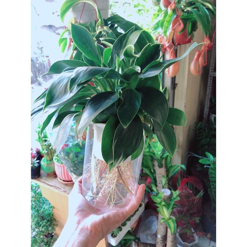 Chậu Trầu Bà Đế Vương Thuỷ Sinh