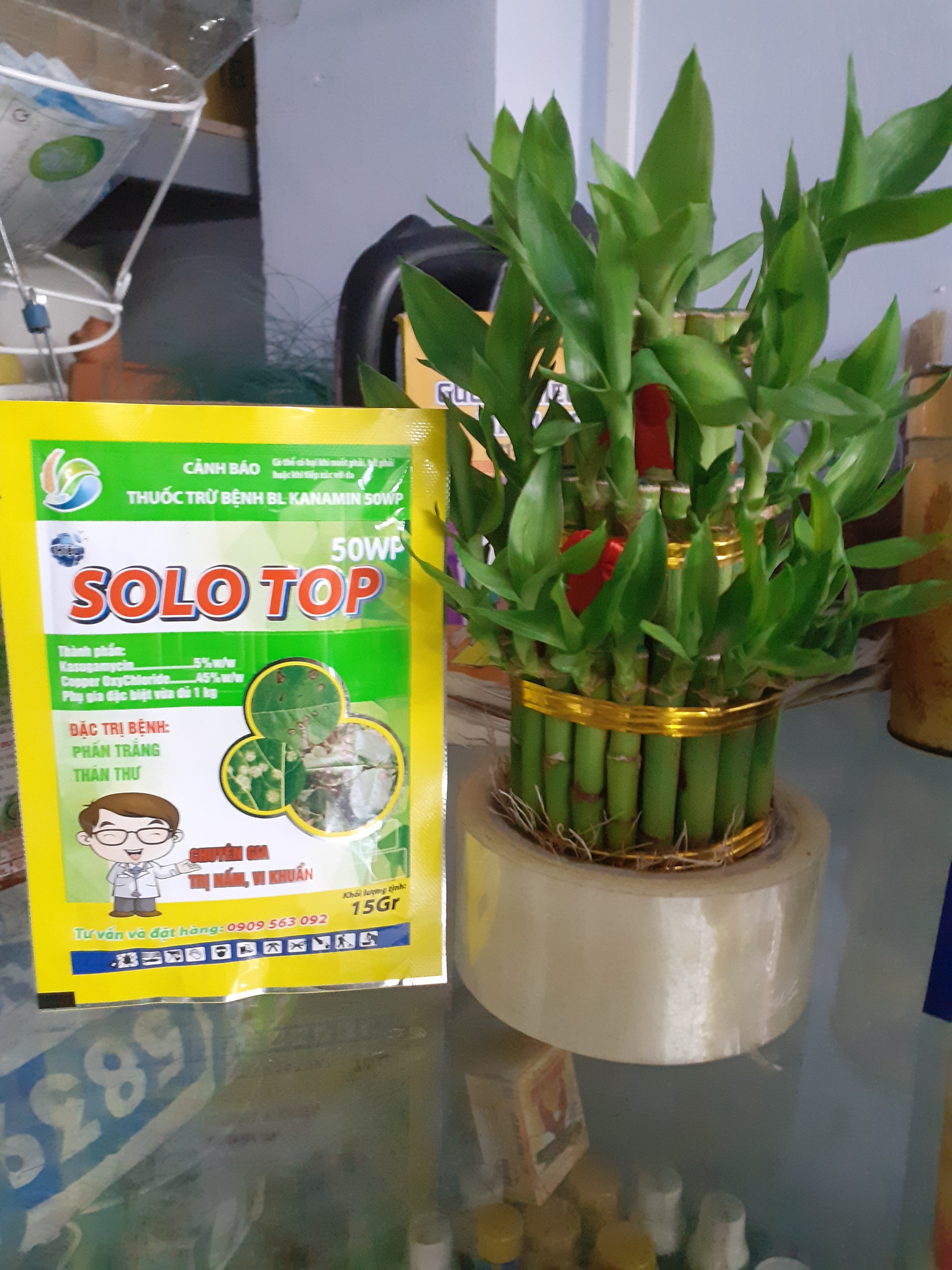 phấn trắng thán thư có SOLO TOP