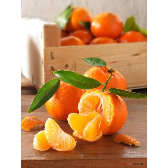 CÂY GIỐNG QUÝT ĐƯỜNG KHÔNG HẠT .