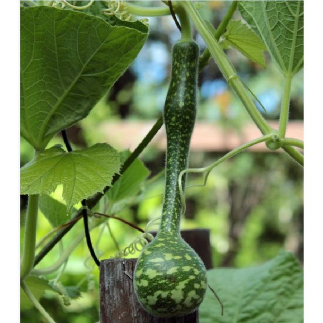 Hạt giống bầu thiên nga F1 KNS320 - Gói 5 hạt