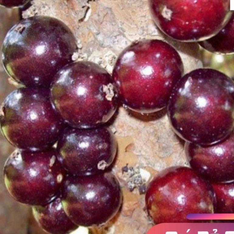 Cây Nho Thân Gỗ Bầu KHỏe CAo 50cm