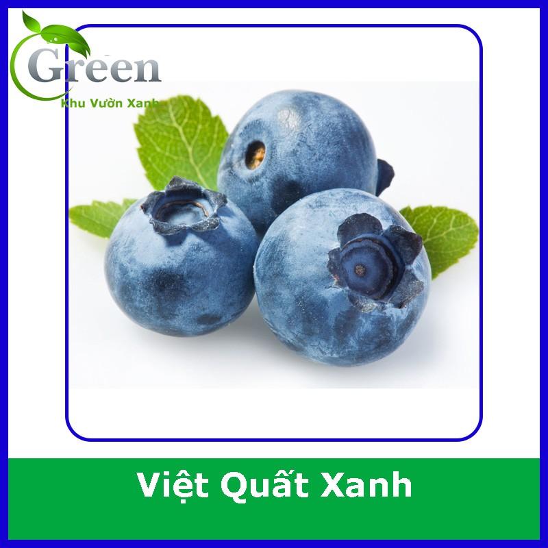 Hạt Giống Cây Việt Quất Xanh (30H)