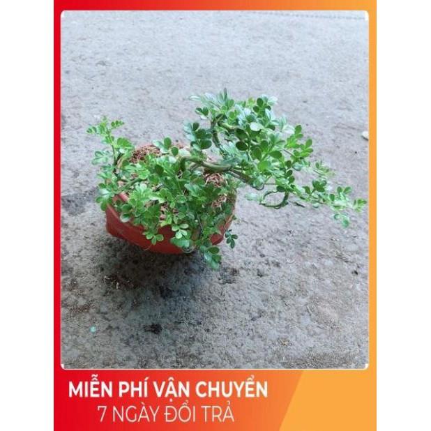 Chậu Cây Cần Thăng