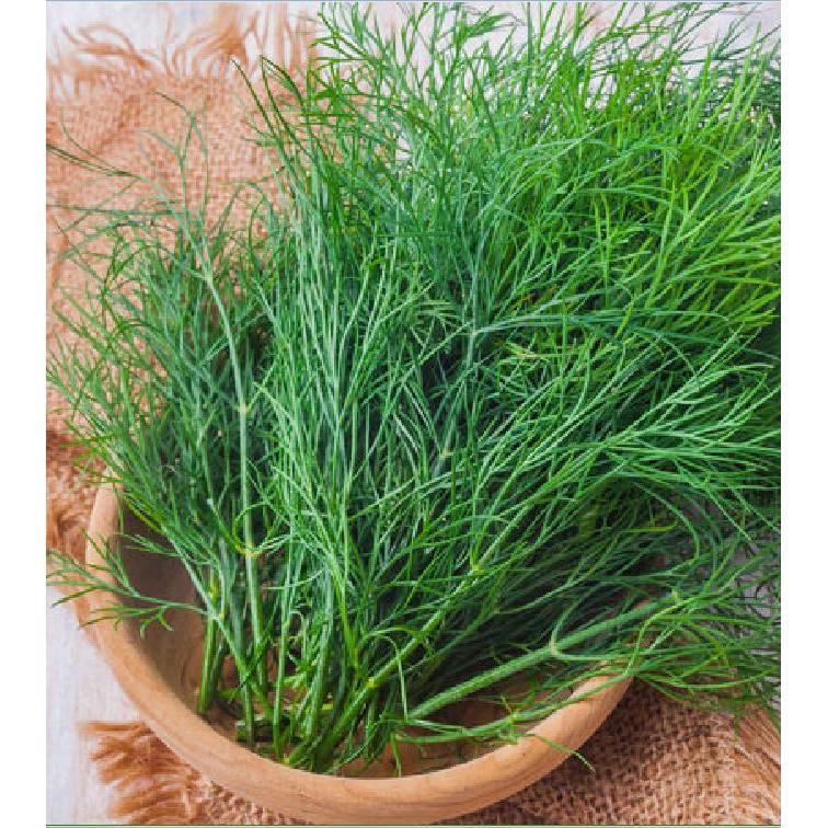 Hạt giống rau thì là 4 mùa cao sản - 20gr/gói