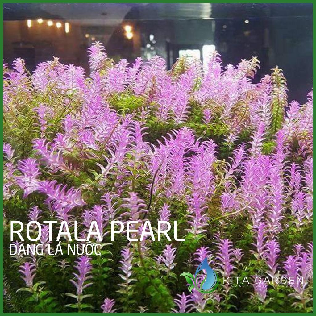 Cây thủy sinh vẩy ốc ngọc trai - Rotala pearl - Dễ Trồng - Cây Dạng Cạn