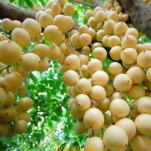 CÂY GIỐNG BÒN BON SIÊU NGON SIÊU QUẢ