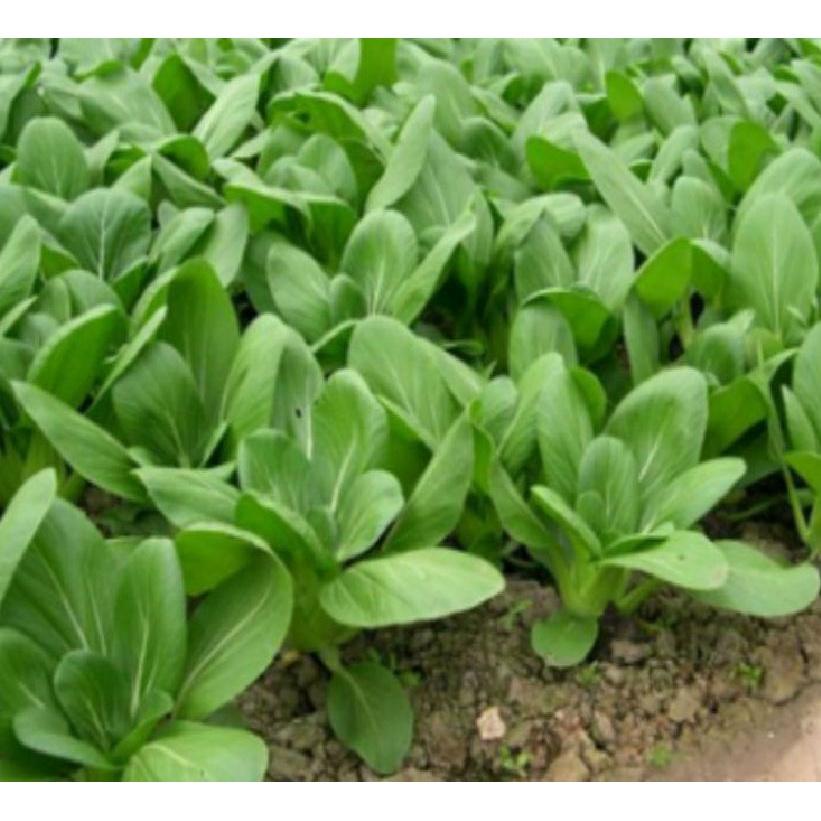 Hạt giống rau cải chíp xanh - 1 gói 20gram