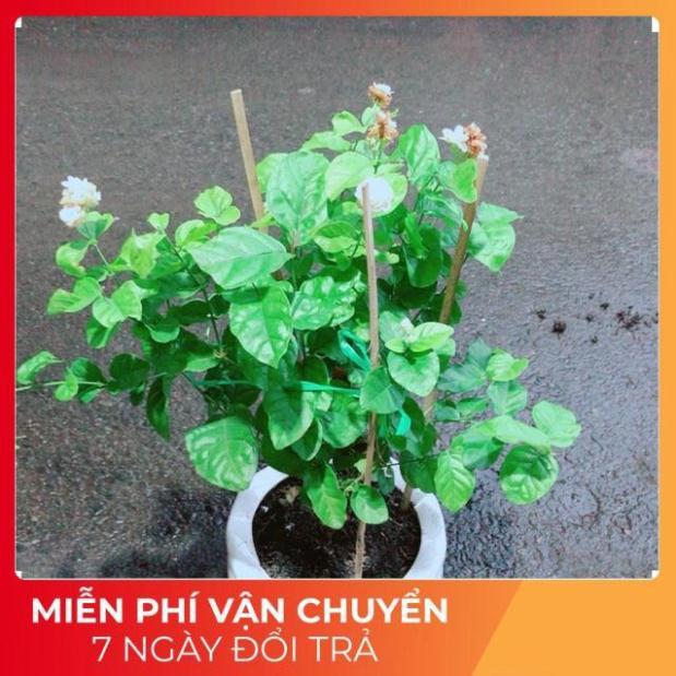 Chậu Hoa Nhài Thơm