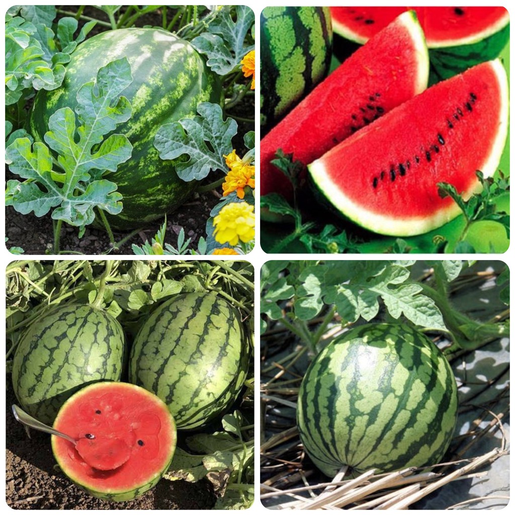 Hạt Giống Dưa Hấu Gói 2gram Sen Vàng