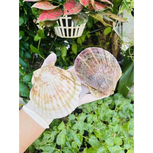 Sò điệp Nhật lớn nguyên con nướng phô mai mỡ hành - 1kg