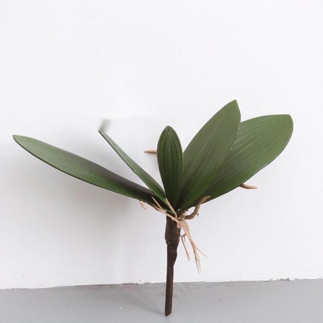 LLá gốc lan trang trí