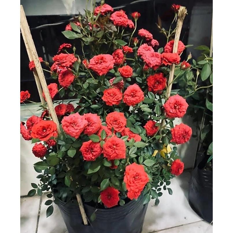 Cây Hoa Hồng Tỉ Muội + Tặng phân bón cho cây mau lớn