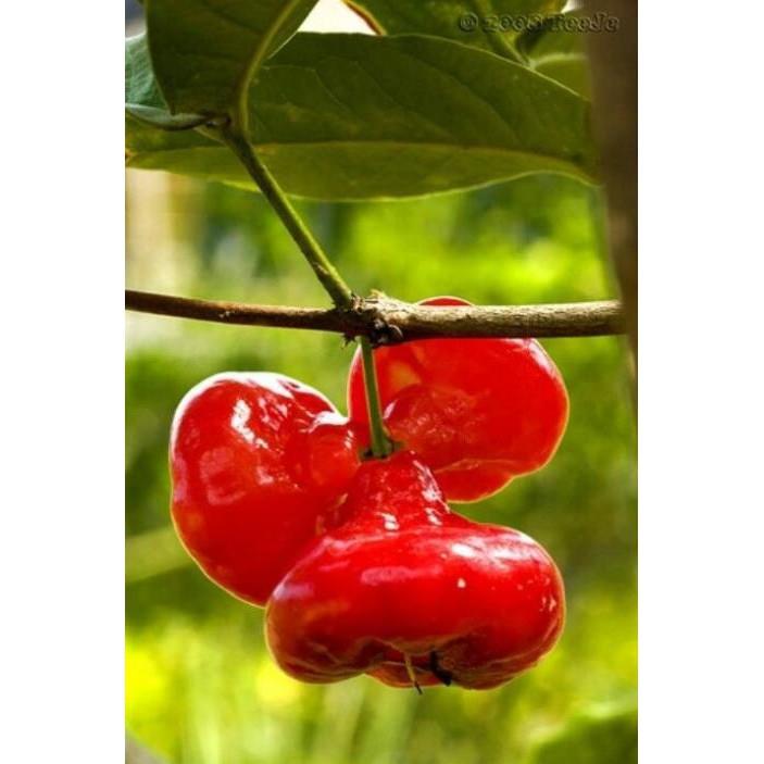 Giống Mận Yến Trái Mini Trồng Chậu Cảnh Siêu Quả