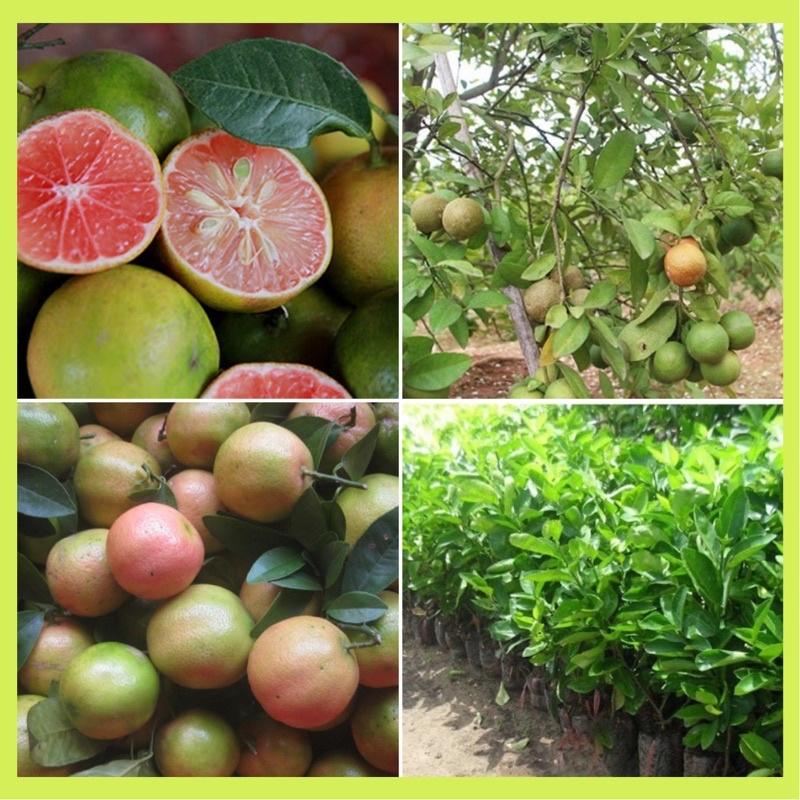 Cây giống chanh đào dòng quả sớm