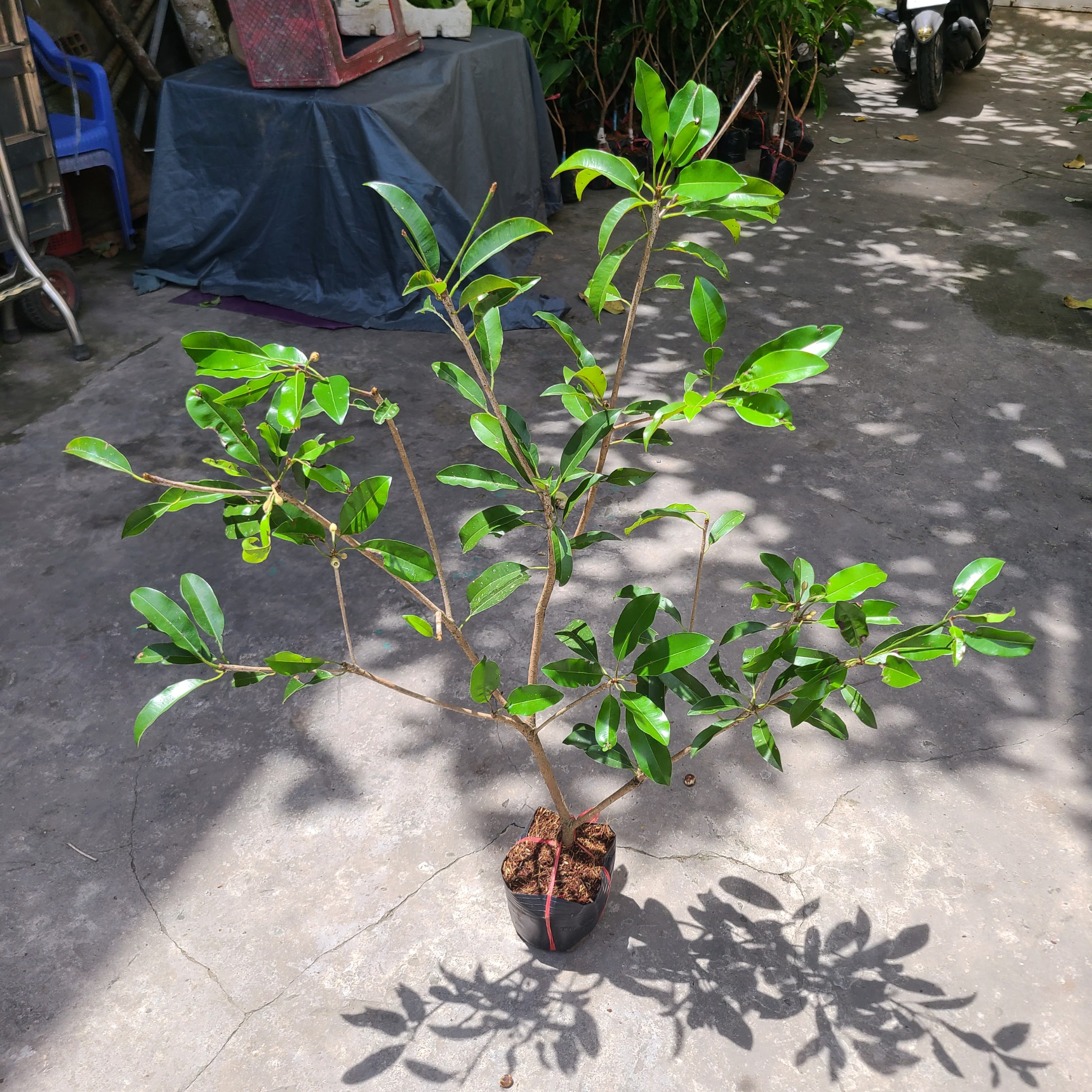 Cây giống Hồng Xiêm Mexico trồng chậu_Sapoche_ Cây giống chiết cành to khỏe cho trái sau 6 tháng