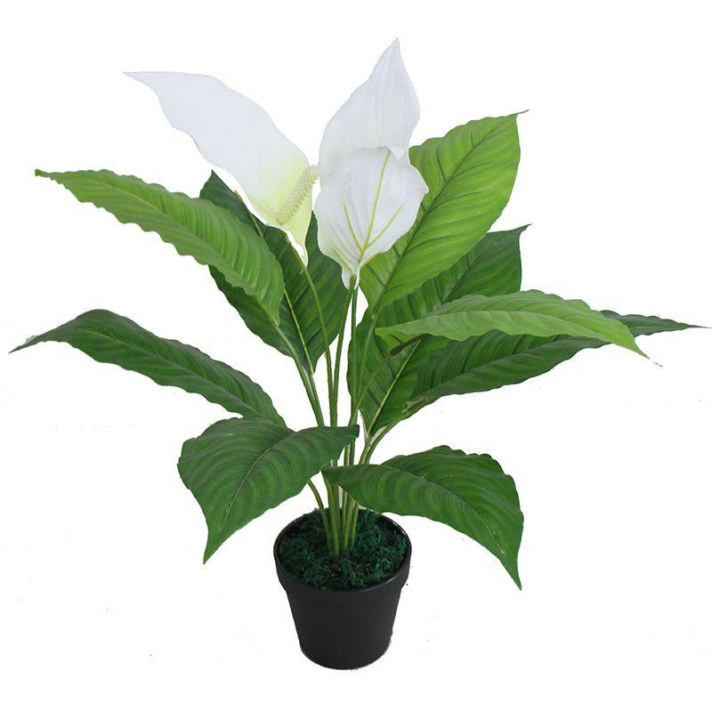 CÂY LAN Ý GIẢ - LANDECOR