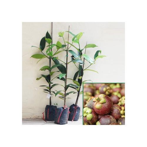 CÂY GIỐNG MĂNG CỤTThái