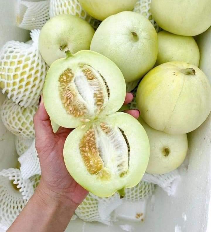 Hạt giống dưa lê