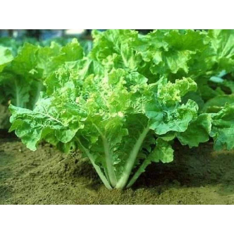 Hạt giống Cải Bẹ Dún