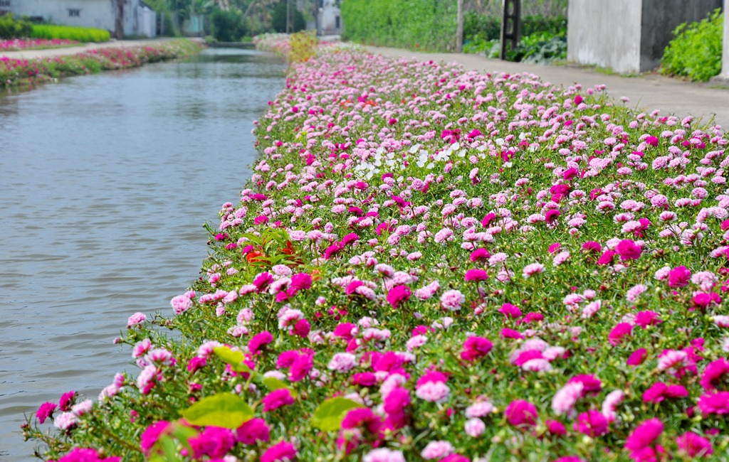 Combo 02 Gói 100 Hạt Giống Hoa Mười Giờ Kép Nhiều Màu - Tặng Kèm Phân Bón