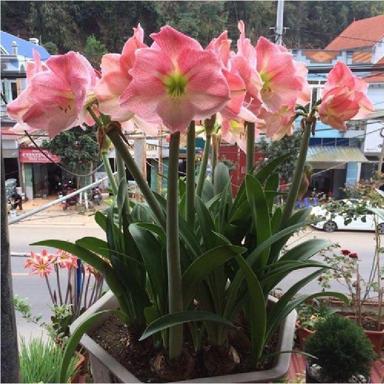 Củ giống hoa Lan Huệ Tây hoa hồng đào